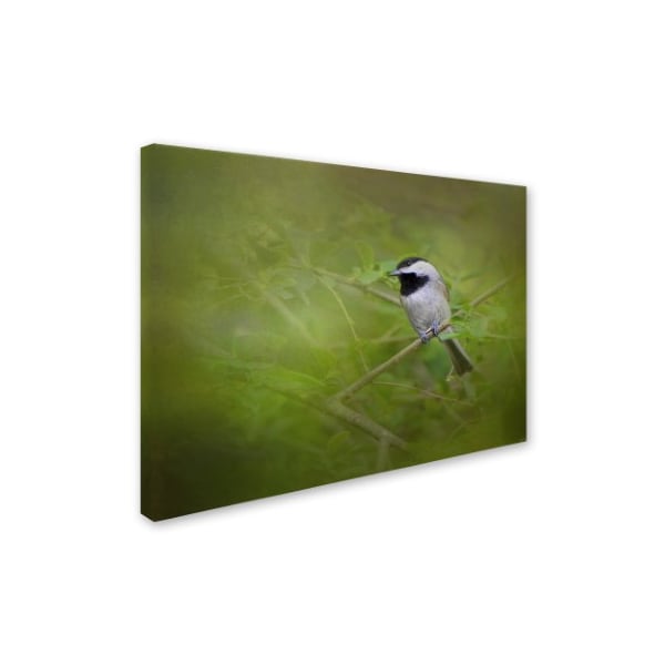 Jai Johnson 'Spring Chickadee' Canvas Art,35x47